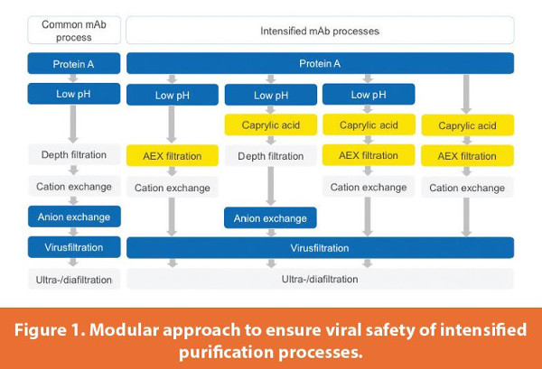 Modular approach to ensure viral safety of intensified purification processes.