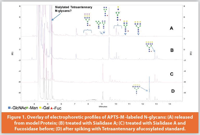 Overlay of electrophoretic profi les of APTS-M -labeled N-glycans