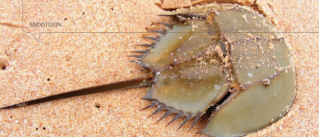 The Impact of Biomedical Use on Horseshoe Crabs