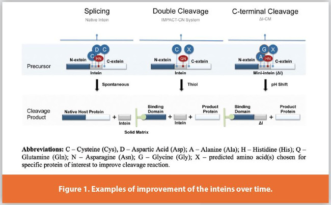 Examples of improvement of the inteins over time.