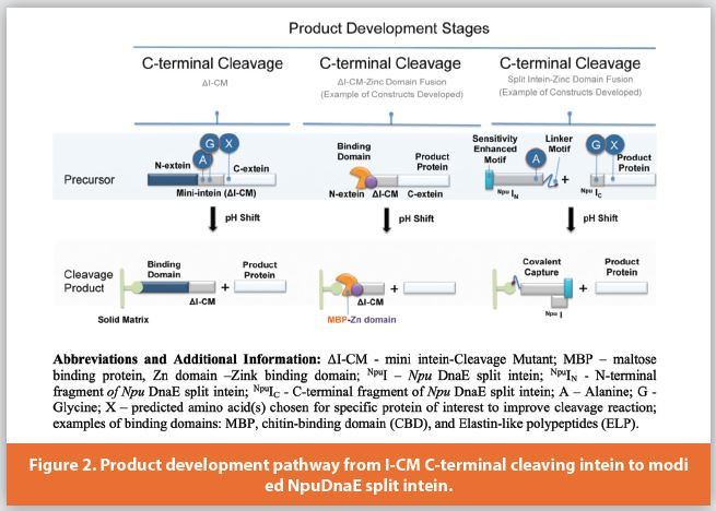 Product development pathway from I-CM C-terminal cleaving intein to modied NpuDnaE split intein.