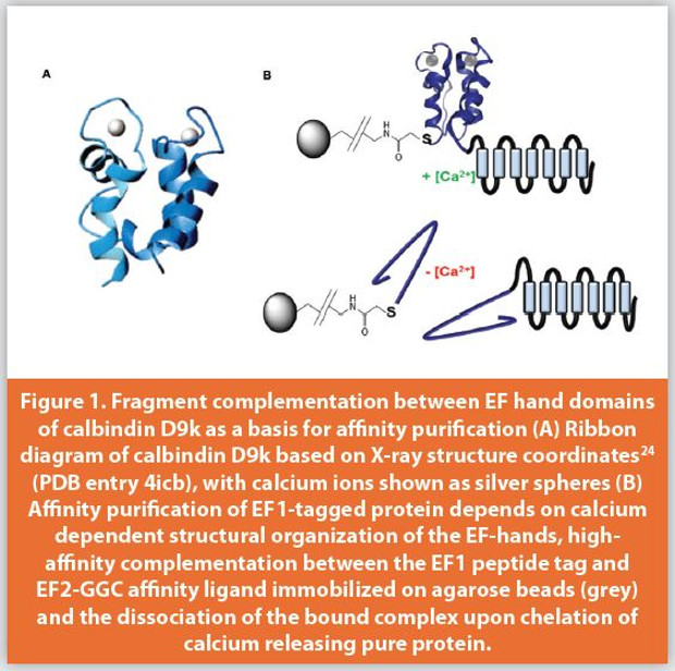 Fragment complementation between EF hand domains of calbindin D9k as a basis for affi nity purifi cation (A) Ribbon diagram of calbindin D9k based on X-ray structure coordinates