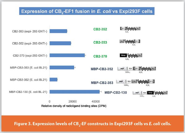 Expression levels of CB2-EF constructs in Expi293F cells vs E. coli cells.