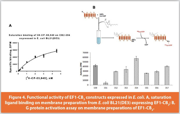 Functional activity of EF1-CB2 constructs expressed in E. coli. A, saturation ligand binding on membrane preparation from E. coli BL21(DE3) expressing EF1-CB2; B, G protein activation assay on membrane preparations of EF1-CB2.