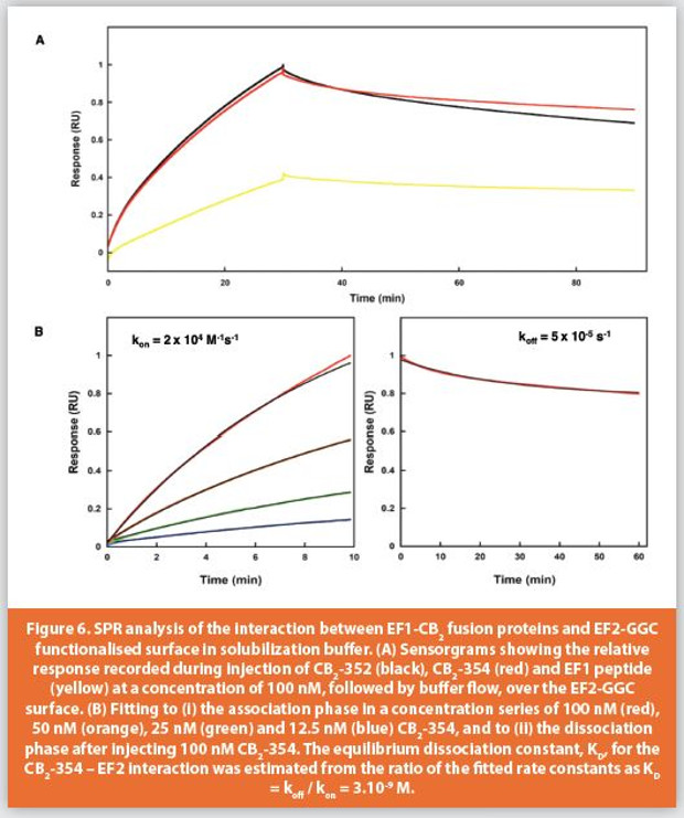 SPR analysis of the interaction between EF1-CB2 fusion proteins and EF2-GGC functionalised surface in solubilization buff er. (A) Sensorgrams showing the relative response recorded during injection of CB2-352 (black), CB2-354 (red) and EF1 peptide (yellow) at a concentration of 100 nM, followed by buff er fl ow, over the EF2-GGC surface. (B) Fitting to (i) the association phase in a concentration series of 100 nM (red), 50 nM (orange), 25 nM (green) and 12.5 nM (blue) CB2-354, and to (ii) the dissociation phase after injecting 100 nM CB2-354. The equilibrium dissociation constant, KD, for the CB2-354 – EF2 interaction was estimated from the ratio of the fitted rate constants as KD = koff / kon = 3.10-9 M.