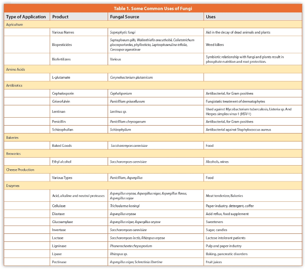 Some Common Uses of Fungi