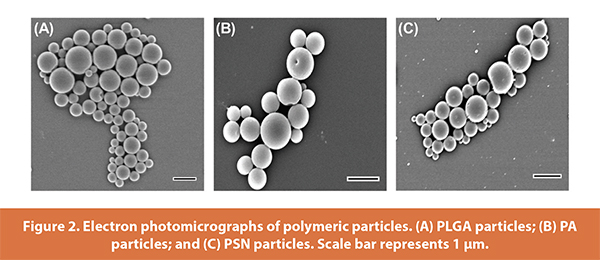 Electron photomicrographs of polymeric particles. (A) PLGA particles; (B) PA
particles; and (C) PSN particles. Scale bar represents 1 μm.