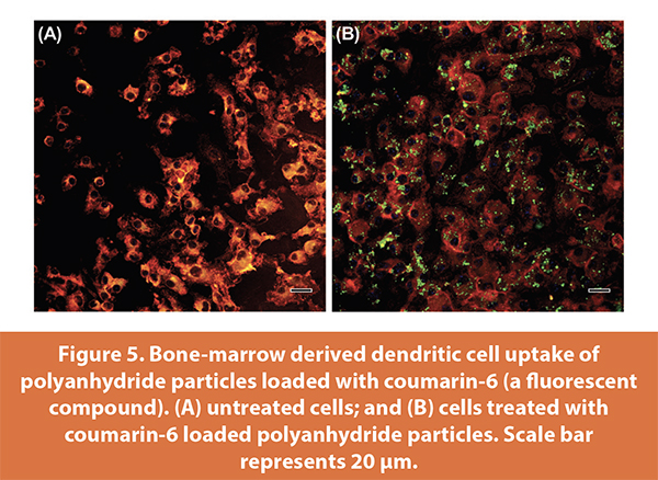 Bone-marrow derived dendritic cell uptake of
polyanhydride particles loaded with coumarin-6 (a fl uorescent
compound). (A) untreated cells; and (B) cells treated with
coumarin-6 loaded polyanhydride particles. Scale bar
represents 20 μm.