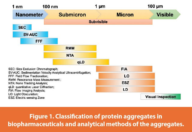 Classification of protein aggregates in biopharmaceuticals and analytical methods of the aggregates.