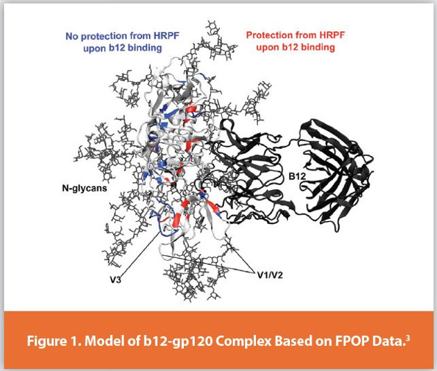 Model of b12-gp120 Complex Based on FPOP Data.