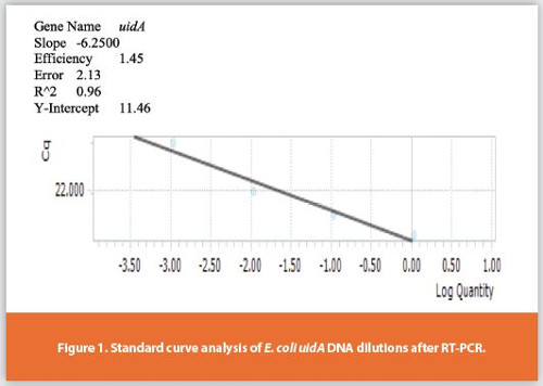 Standard curve analysis of E. coli uidA DNA dilutions after RT-PCR.