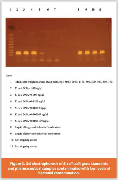 Gel electrophoresis of E. coli uidA gene standards and pharmaceutical samples contaminated with low levels of bacterial contamination.