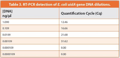 RT-PCR detection of E. coli uidA gene DNA dilutions.