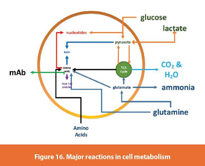 Major reactions in cell metabolism
