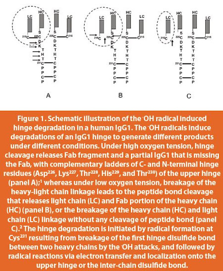 Schematic illustration of the .OH radical induced hinge degradation in a human IgG1.