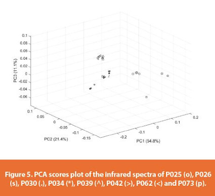 PCA scores plot of the infrared spectra of P017 (o), P037 (s), P057 (.), P067(*), P072 (^), P081 (>), P082 (<).