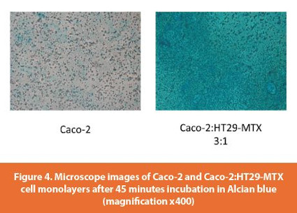 Microscope images of Caco-2 and Caco-2:HT29-MTX cell monolayers after 45 minutes incubation in Alcian blue (magnification x400)