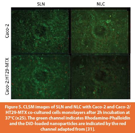 CLSM images of SLN and NLC with Caco-2 and Caco-2/HT29-MTX co-cultured cells monolayers after 2h incubation at 37°C (x25). The green channel indicates Rhodamine-Phalloidinand the DiD-loaded nanoparticles are indicated by the red channel adapted from [31].