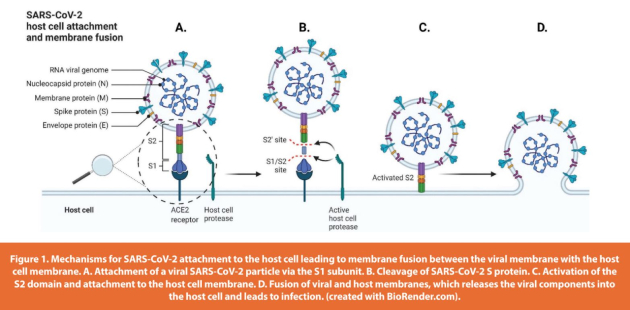 Figure 1. Mechanisms for SARS-CoV-2 attachment to the host cell leading to membrane fusion between the viral membrane with the host cell membrane. A. Attachment of a viral SARS-CoV-2 particle via the S1 subunit. B. Cleavage of SARS-CoV-2 S protein. C. Activation of the S2 domain and attachment to the host cell membrane. D. Fusion of viral and host membranes, which releases the viral components into the host cell and leads to infection. (created with BioRender.com).