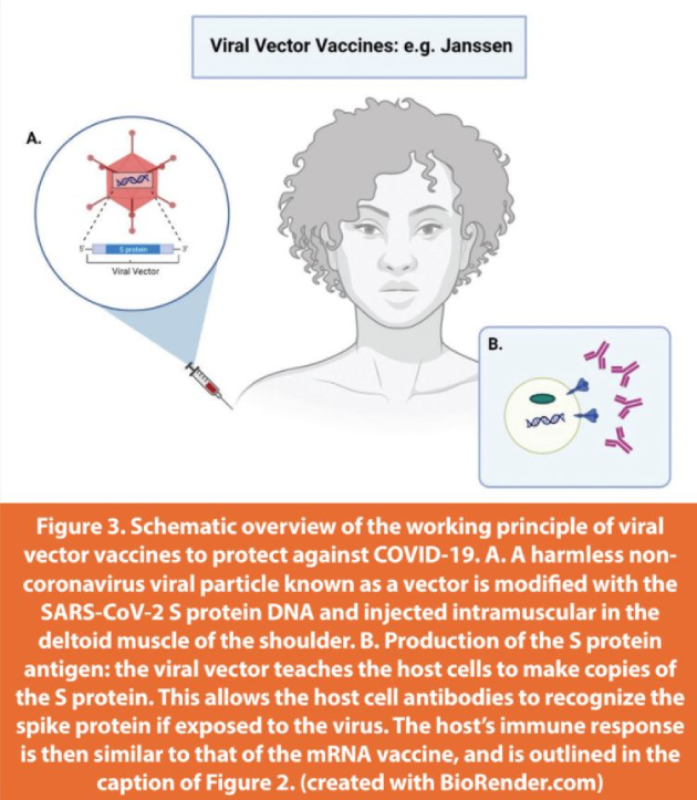 Figure 3. Schematic overview of the working principle of viral vector vaccines to protect against COVID-19. A. A harmless non-coronavirus viral particle known as a vector is modified with the SARS-CoV-2 S protein DNA and injected intramuscular in the deltoid muscle of the shoulder. B. Production of the S protein antigen: the viral vector teaches the host cells to make copies of the S protein. This allows the host cell antibodies to recognize the spike protein if exposed to the virus. The host’s immune response is then similar to that of the mRNA vaccine, and is outlined in the caption of Figure 2. (created with BioRender.com)