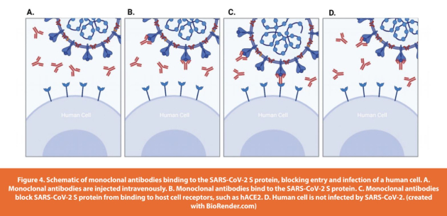 Figure 4. Schematic of monoclonal antibodies binding to the SARS-CoV-2 S protein, blocking entry and infection of a human cell. A. Monoclonal antibodies are injected intravenously. B. Monoclonal antibodies bind to the SARS-CoV-2 S protein. C. Monoclonal antibodies block SARS-CoV-2 S protein from binding to host cell receptors, such as hACE2. D. Human cell is not infected by SARS-CoV-2. (created with BioRender.com)
