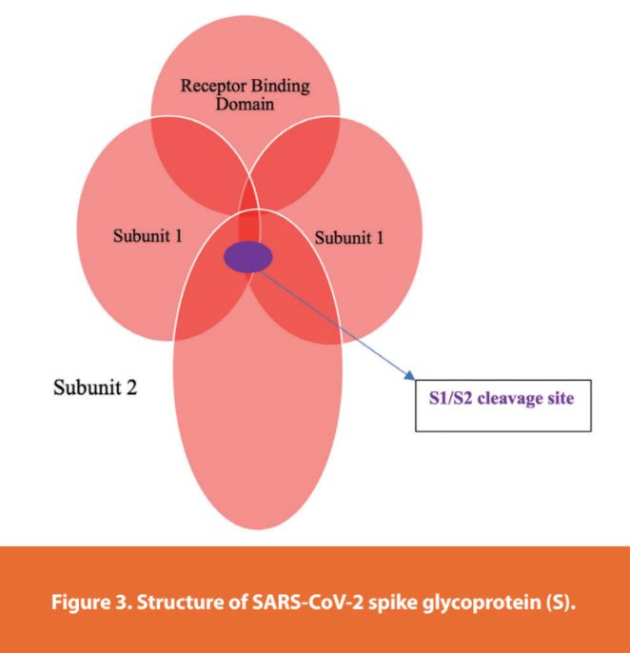 Figure 3.Structure of SARS-CoV-2 spike glycoprotein (S).