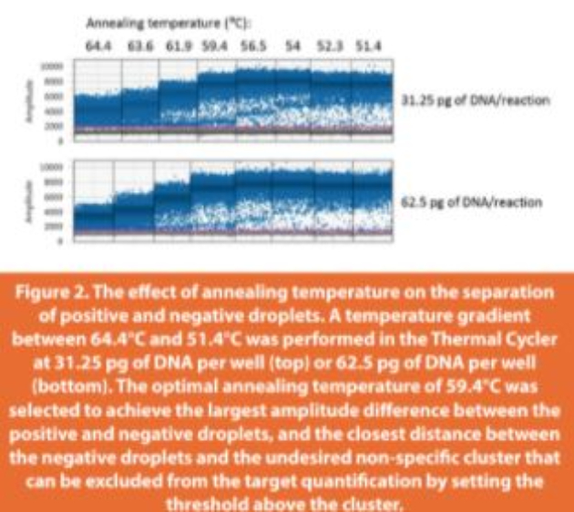 Figure 2. The effect of annealing temperature on the separation of positive and negative droplets. A temperature gradient between 64.4°C and 51.4°C was performed in the Thermal Cycler at 31.25 pg of DNA per well (top) or 62.5 pg of DNA per well (bottom). The optimal annealing temperature of 59.4°C was selected to achieve the largest amplitude diff erence between the positive and negative droplets, and the closest distance between the negative droplets and the undesired non-specifi c cluster that can be excluded from the target quantifi cation by setting the threshold above the cluster.