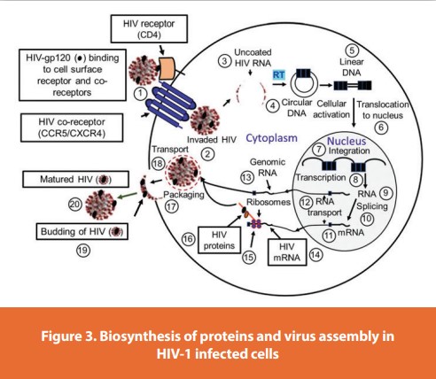 Figure 3. Biosynthesis of proteins and virus assembly in HIV-1 infected cells