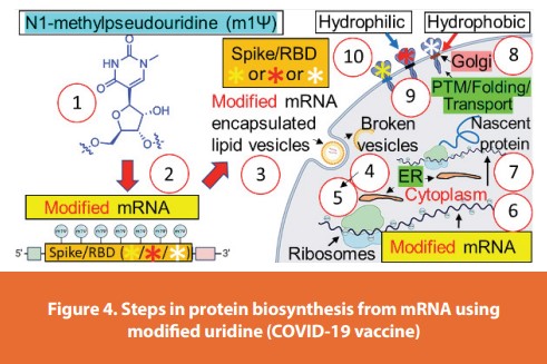 Figure 4. Steps in protein biosynthesis from mRNA using
modifi ed uridine (COVID-19 vaccine)