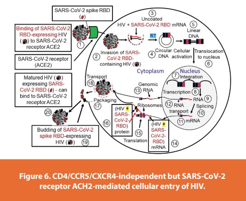 Figure 6. CD4/CCR5/CXCR4-independent but SARS-CoV-2
receptor ACH2-mediated cellular entry of HIV.