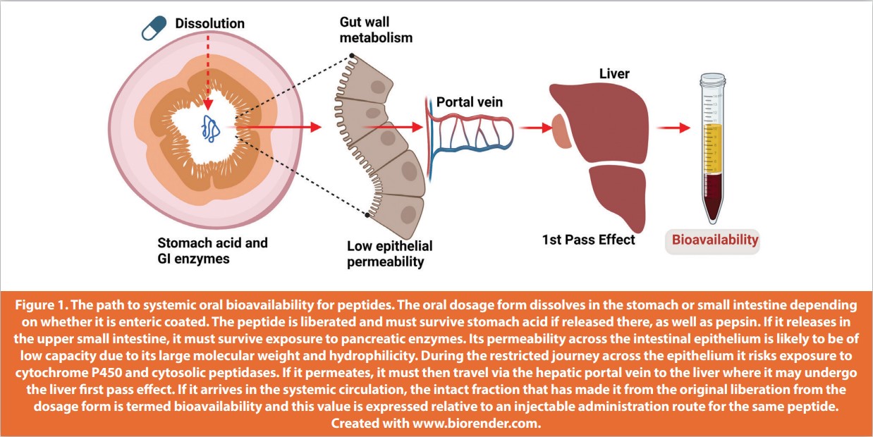 Figure 1. The path to systemic oral bioavailability for peptides. The oral dosage form dissolves in the stomach or small intestine depending on whether it is enteric coated. The peptide is liberated and must survive stomach acid if released there, as well as pepsin. If it releases in the upper small intestine, it must survive exposure to pancreatic enzymes. Its permeability across the intestinal epithelium is likely to be of low capacity due to its large molecular weight and hydrophilicity. During the restricted journey across the epithelium it risks exposure to
cytochrome P450 and cytosolic peptidases. If it permeates, it must then travel via the hepatic portal vein to the liver where it may undergo the liver first pass eff ect. If it arrives in the systemic circulation, the intact fraction that has made it from the original liberation from the dosage form is termed bioavailability and this value is expressed relative to an injectable administration route for the same peptide.Created with www.biorender.com.