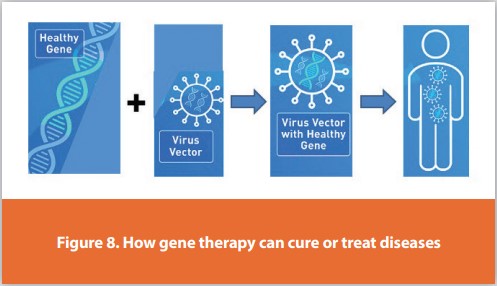 Figure 8. How gene therapy can cure or treat diseases