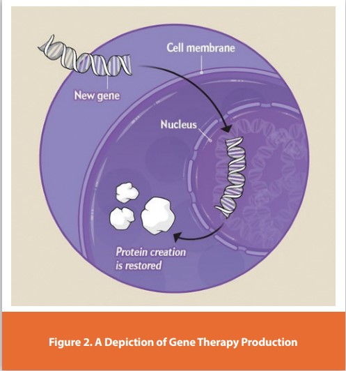 Figure 2. A Depiction of Gene Therapy Production