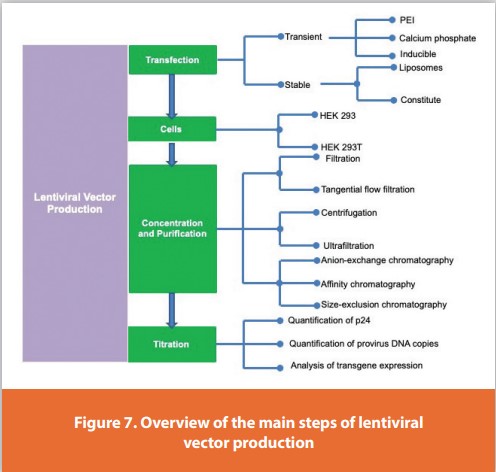 Figure 7. Overview of the main steps of lentiviral vector production