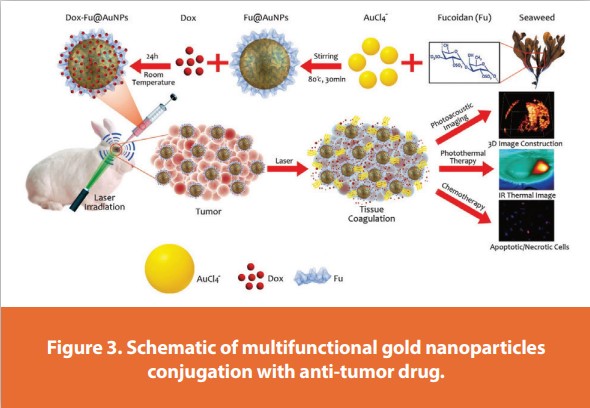 Figure 3. Schematic of multifunctional gold nanoparticles Conjugation with anti-tumor drug.