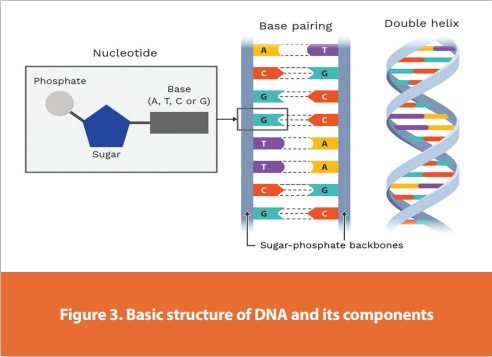 Figure 3. Basic structure of DNA and its components