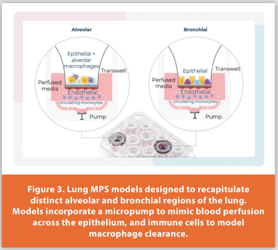 Figure 3. Lung MPS models designed to recapitulate distinct alveolar and bronchial regions of the lung.
Models incorporate a micropump to mimic blood perfusion across the epithelium, and immune cells to model macrophage clearance.