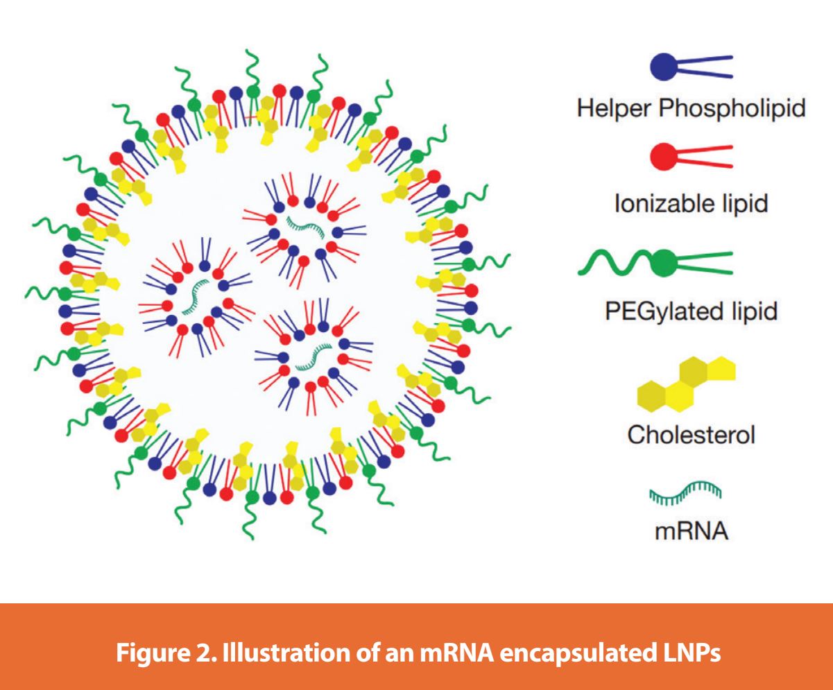 Figure 2. Illustration of an mRNA encapsulated LNPs