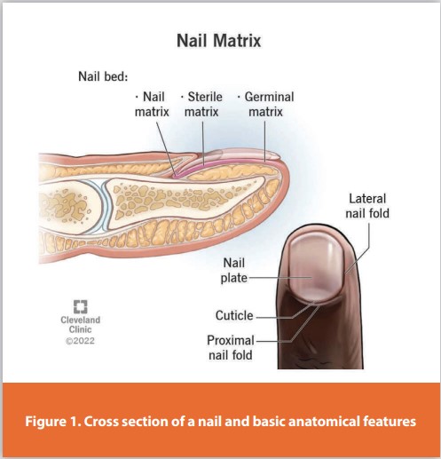 Figure 1. Cross section of a nail and basic anatomical features