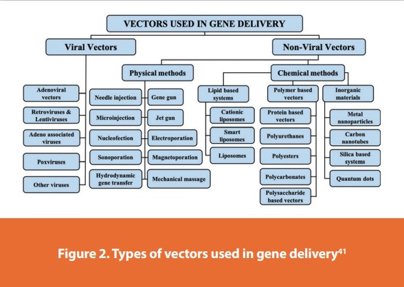 Figure 2. Types of vectors used in gene delivery41