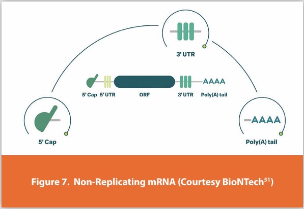 Figure 7. Non-Replicating mRNA (Courtesy BioNTech51)