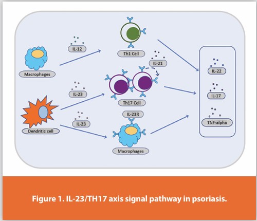 Figure 1. IL-23/TH17 axis signal pathway in psoriasis.