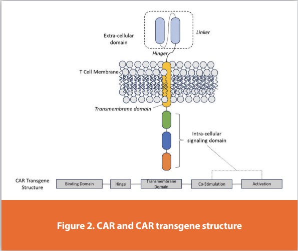 Figure 2. CAR and CAR transgene structure