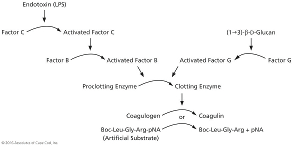 1 3 Ss D Glucan Pharmaceutical Contaminant And Biological Response Modifier American Pharmaceutical Review The Review Of American Pharmaceutical Business Technology