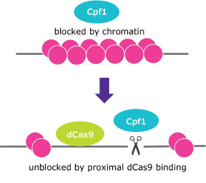 Merck CRISPR Genome Editing Method
