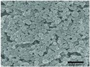 Physical Characterization of Nano Particulates Used in the Pharmaceutical Industry