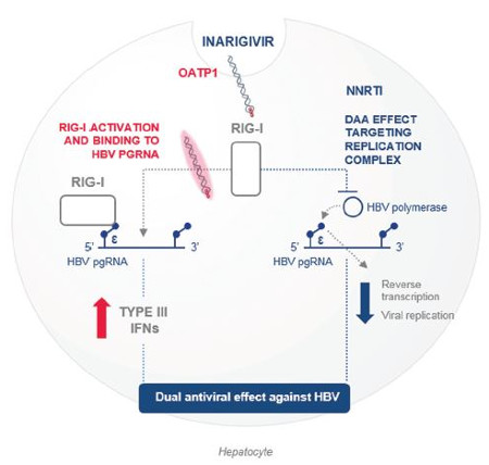 Novel Small Molecule Drug Discovery Platform Harnesses Immune System to Defeat Cancers, Viral Infections and Inflammatory Diseases