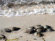  The LAL Industry’s Remarkable Stewardship of Horseshoe Crabs