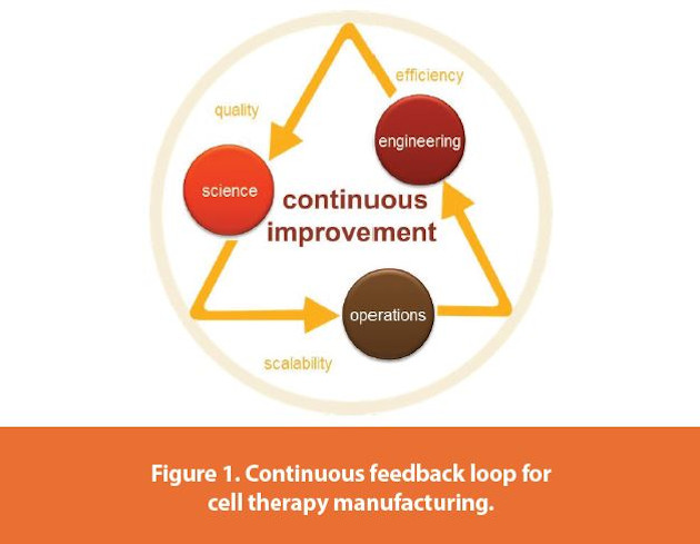 Continuous feedback loop for cell therapy manufacturing