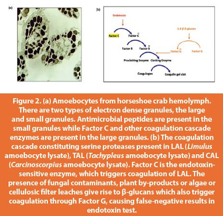 Amoebocytes from horseshoe crab hemolymph
